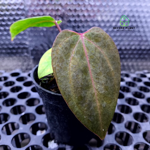 Anthurium Carla Portilae NSE x Black Sweet