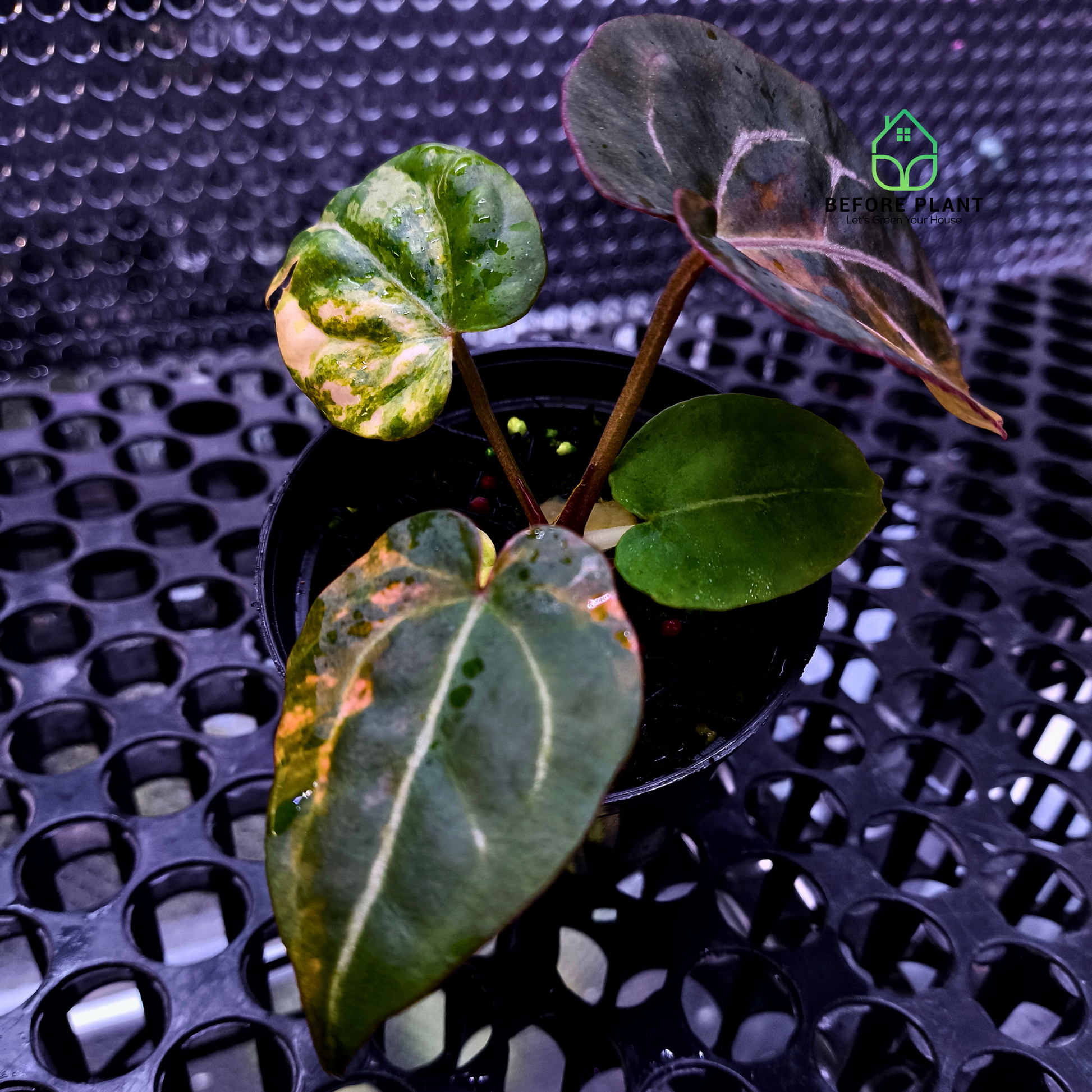 Anthurium Twistter x Red Crystal (RC)