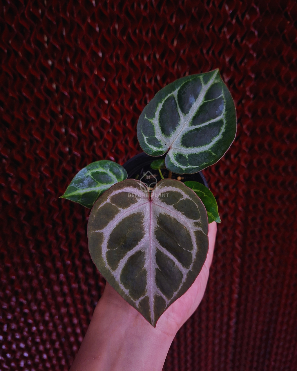 Anthurium Michelle Silver Blush KOS x Michelle
