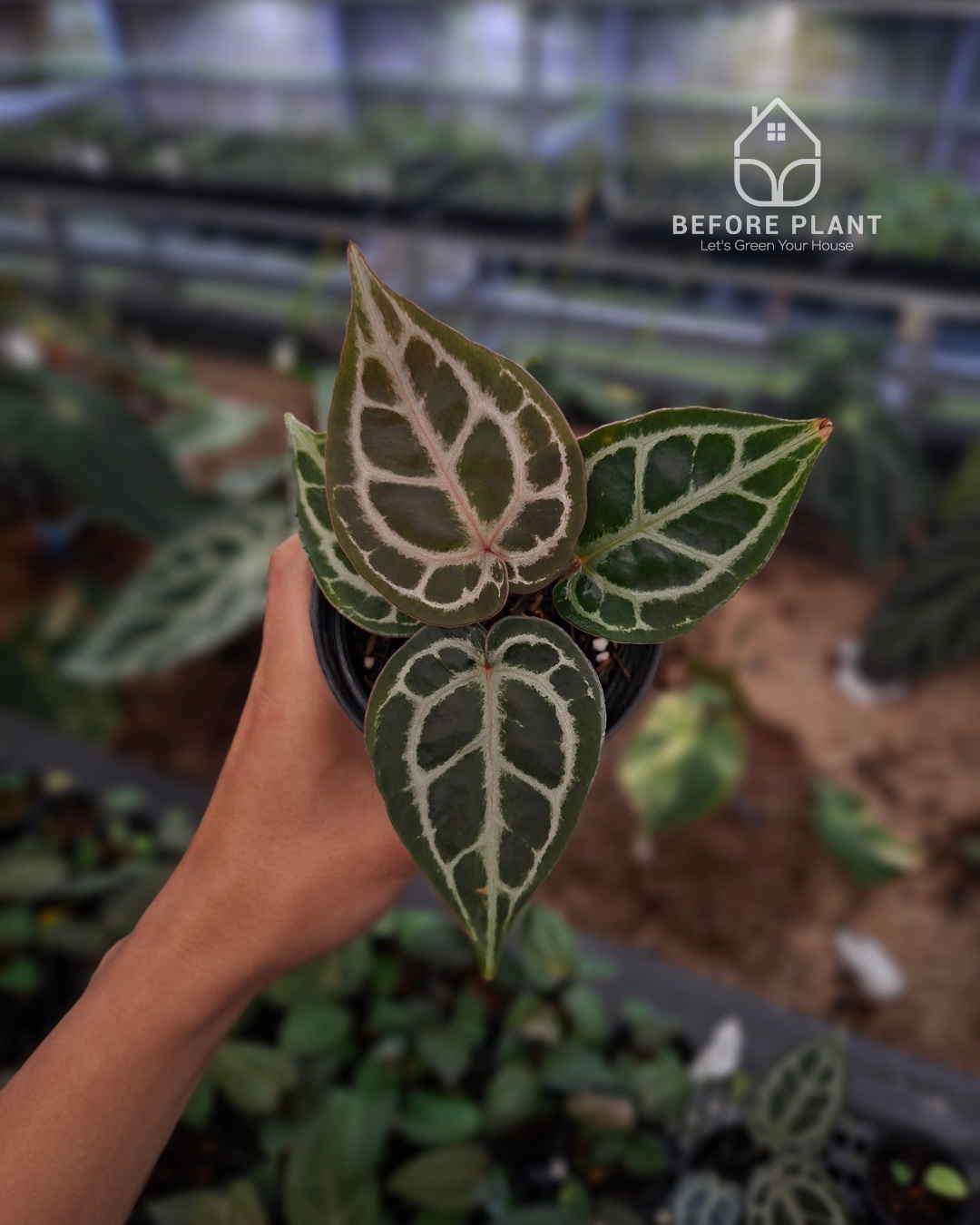 Anthurium Red Tiger