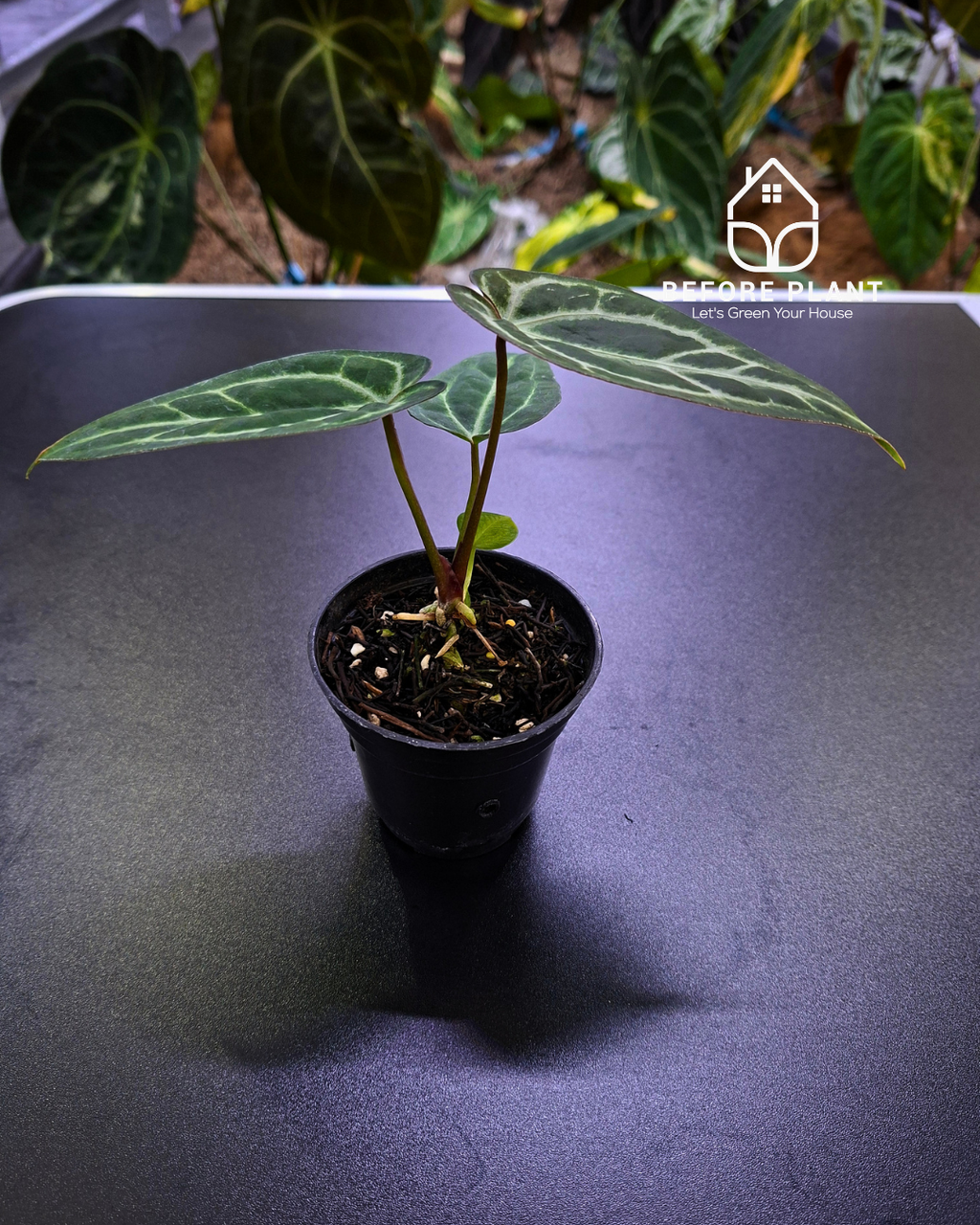 Anthurium Black Venom x Papillilaminum Red Crystal