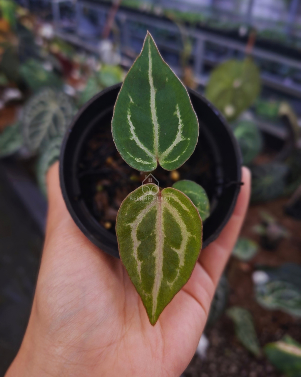 Anthurium Michelle x Michelle Variegated