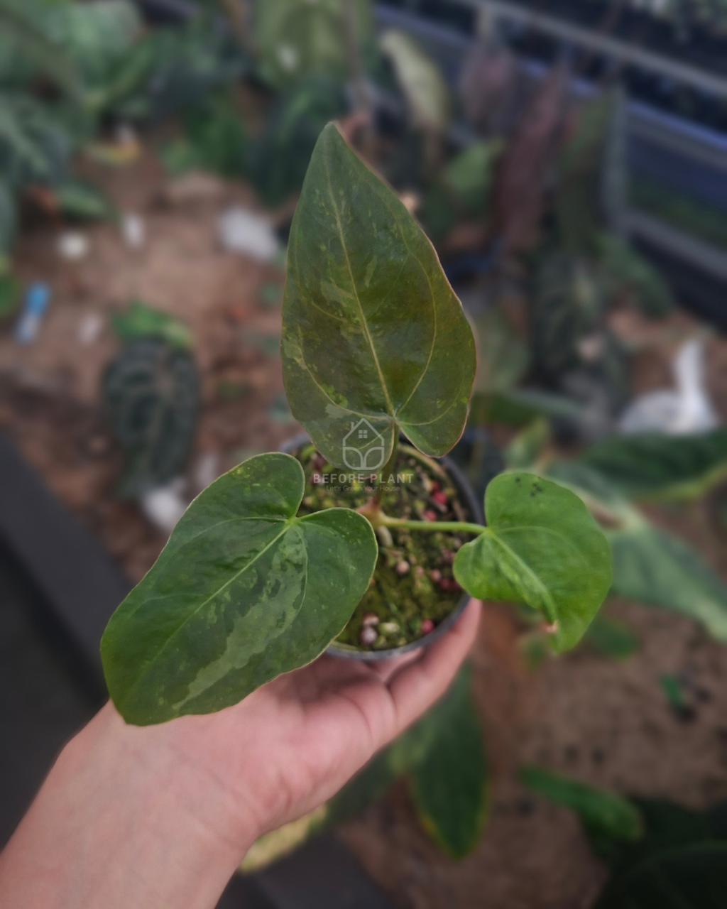 Anthurium Forgetii Blister x Blood Of Blue