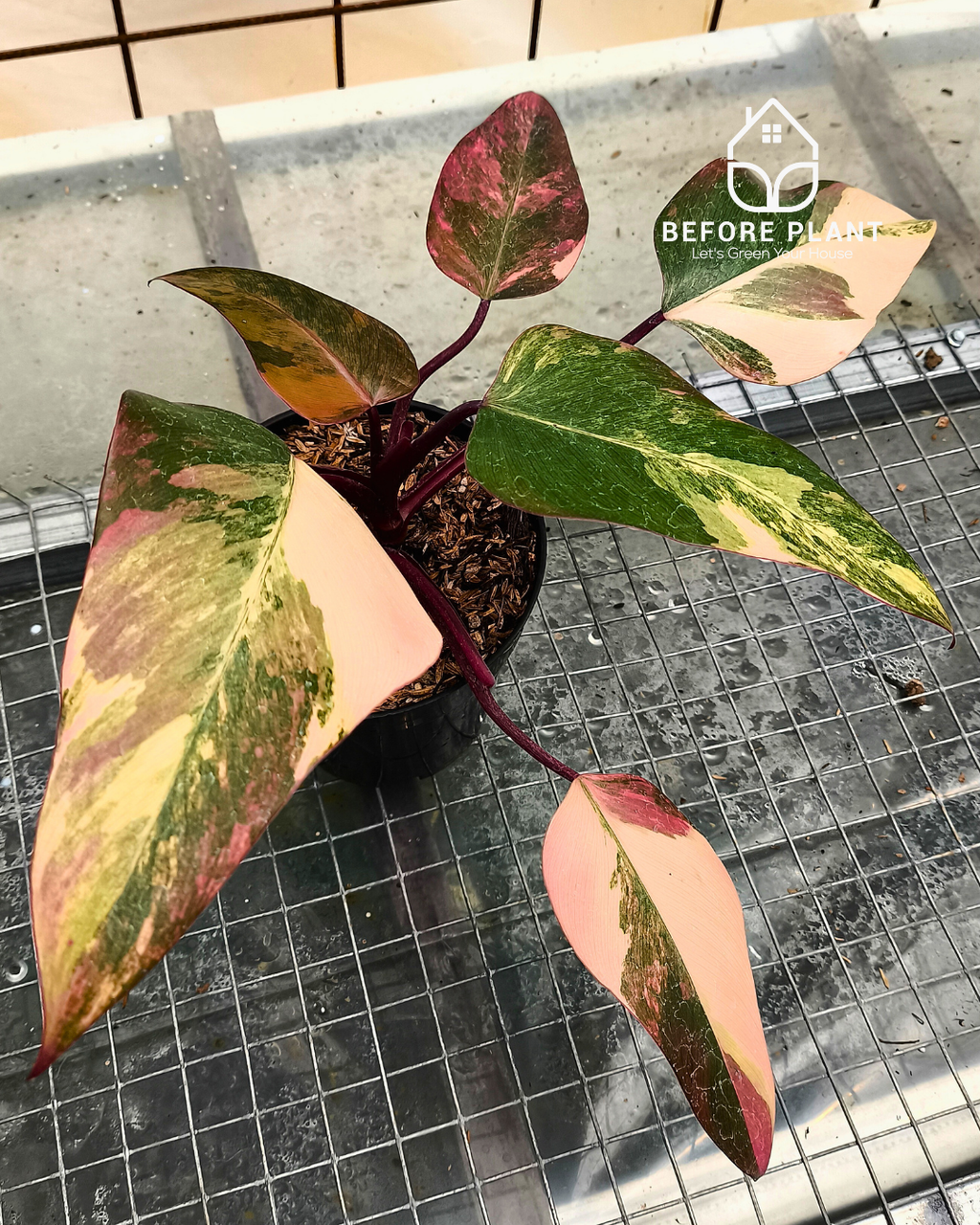 Philodendron strawberry shake