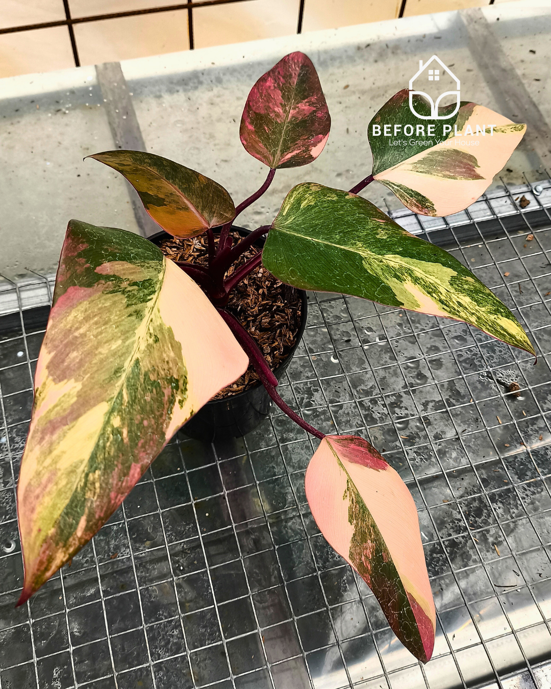 Philodendron strawberry shake
