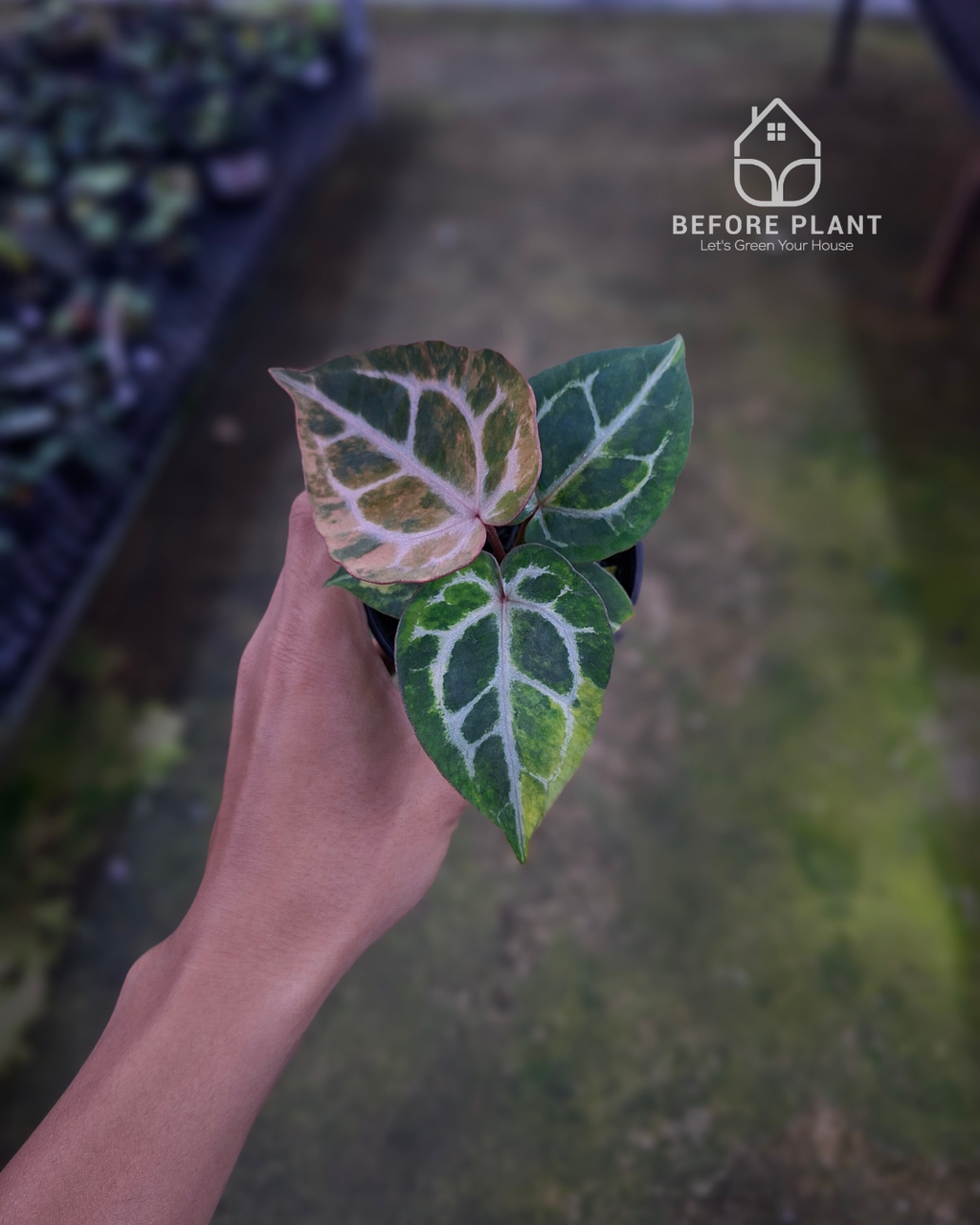 Anthurium Michelle x Silver Blush KOS/HU