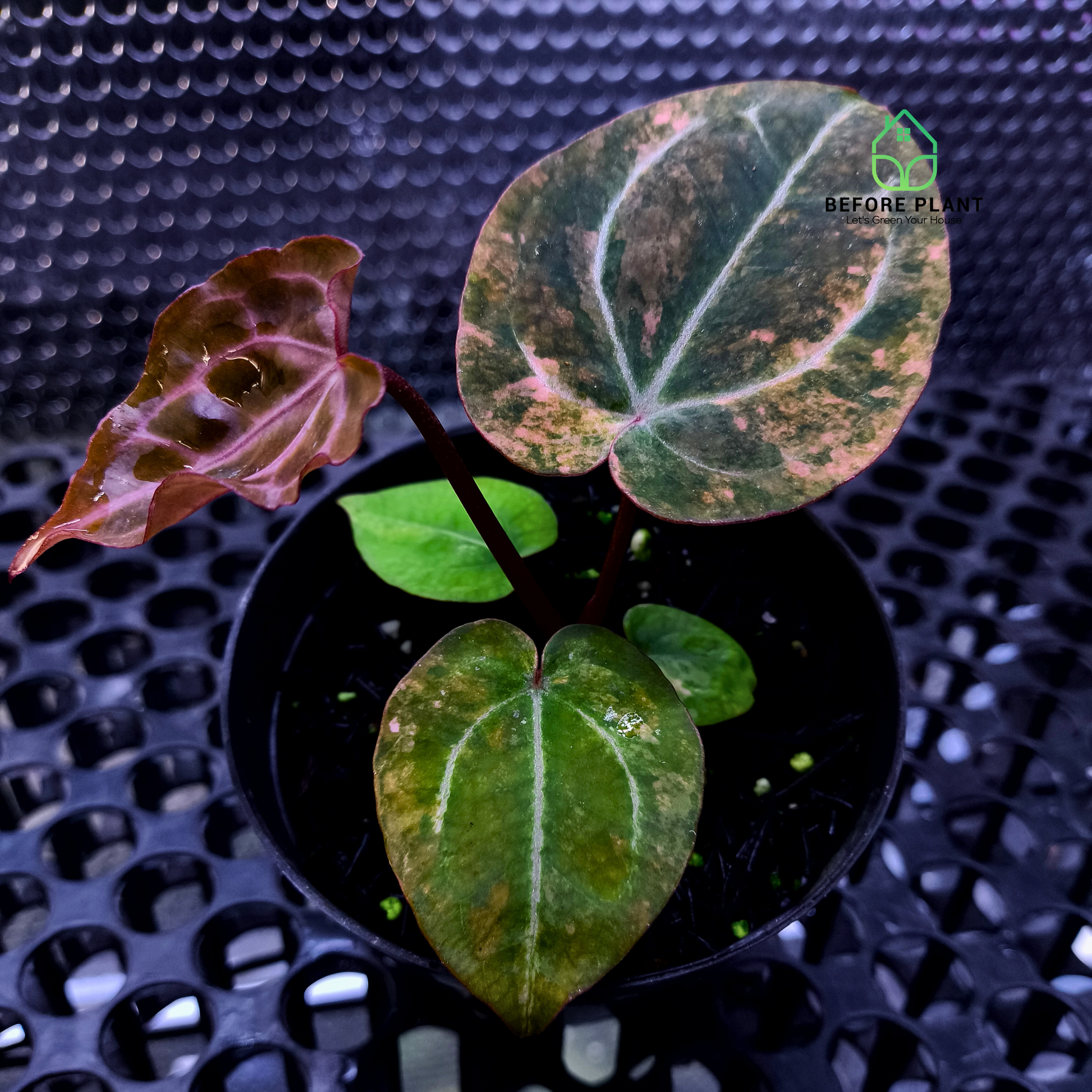 Anthurium Twistter x Red Crystal
