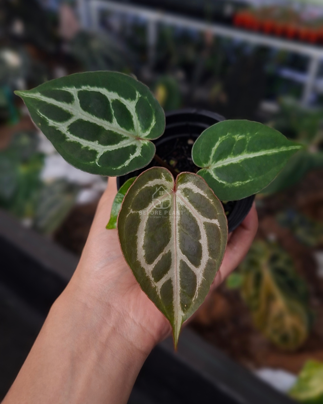Anthurium Michelle x Silver Blush KOS ( Standard Form )