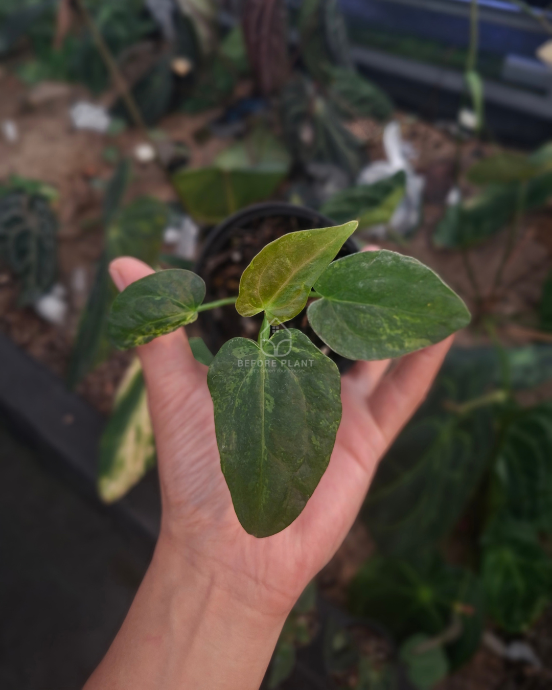 Anthurium Forgetii Blister x Self
