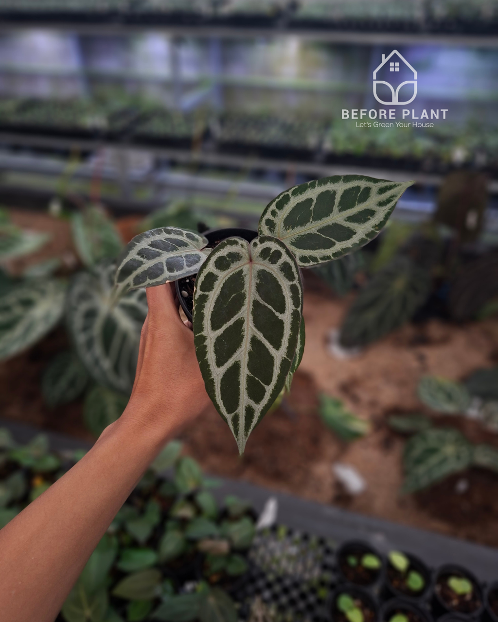 Anthurium Red Tiger