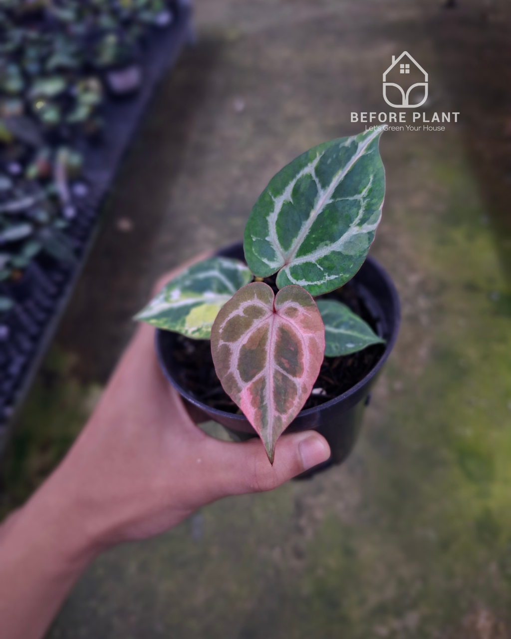 Anthurium Michelle x Silver Blush KOS/HU