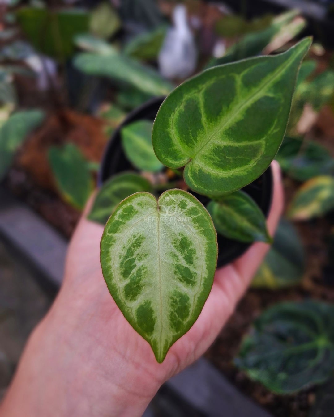 Anthurium Dorayaki Silver x Silver Blush