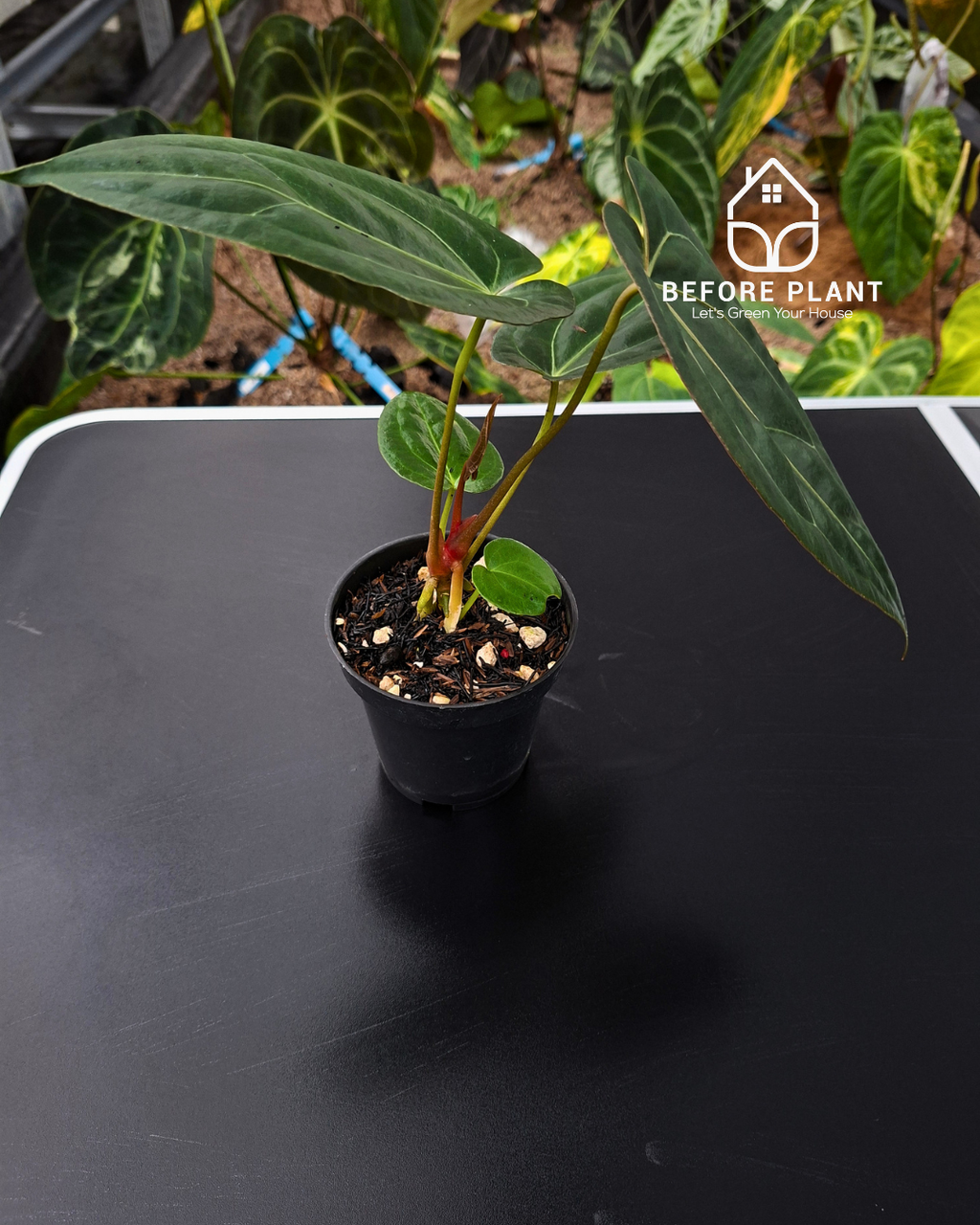 Anthurium Fort Sherman x Zara Michelle