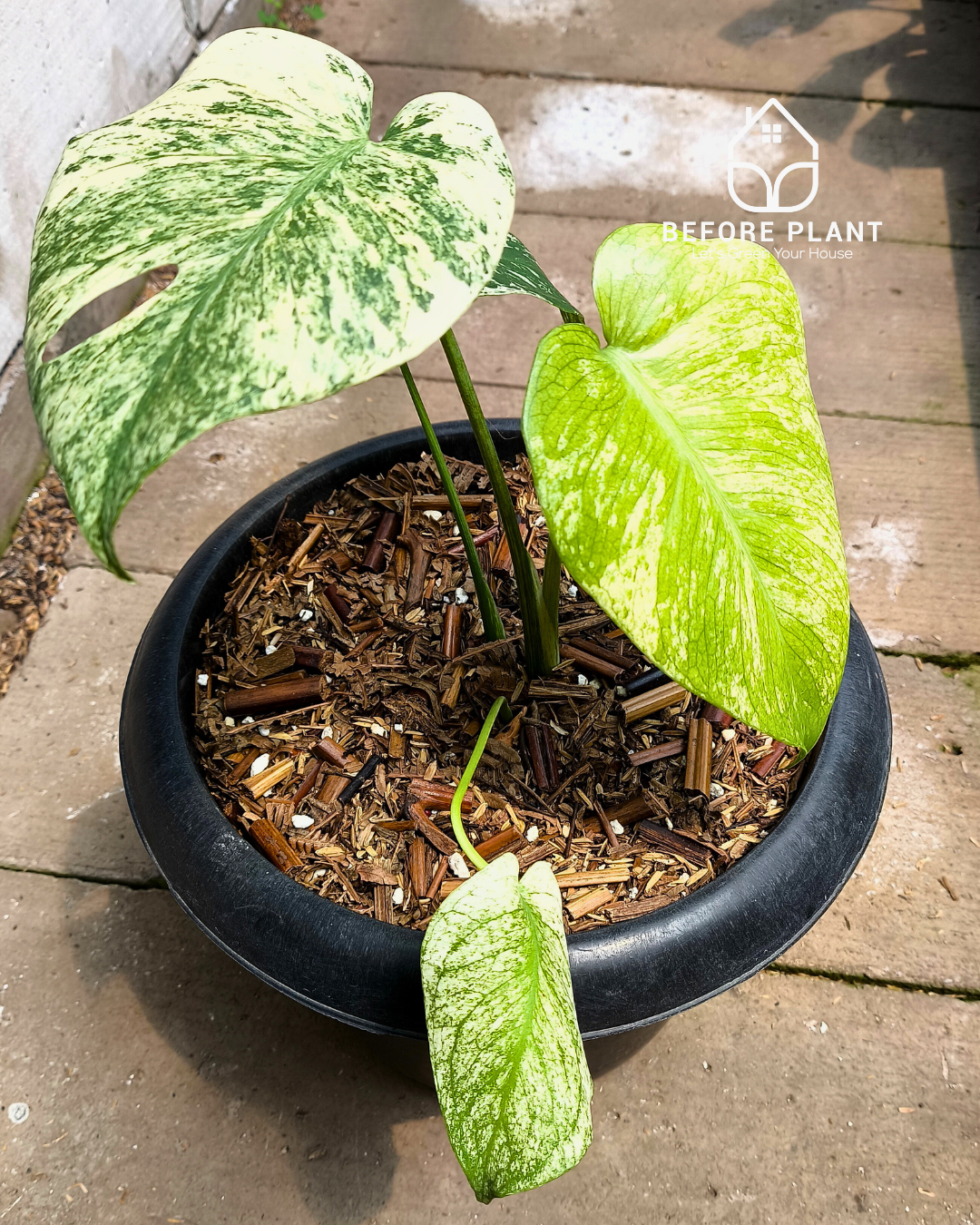 Monstera Silver Star