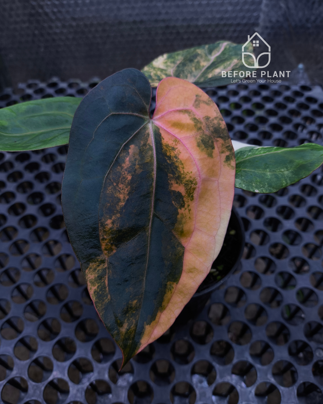 Anthurium Black Venom x Twilight Armor
