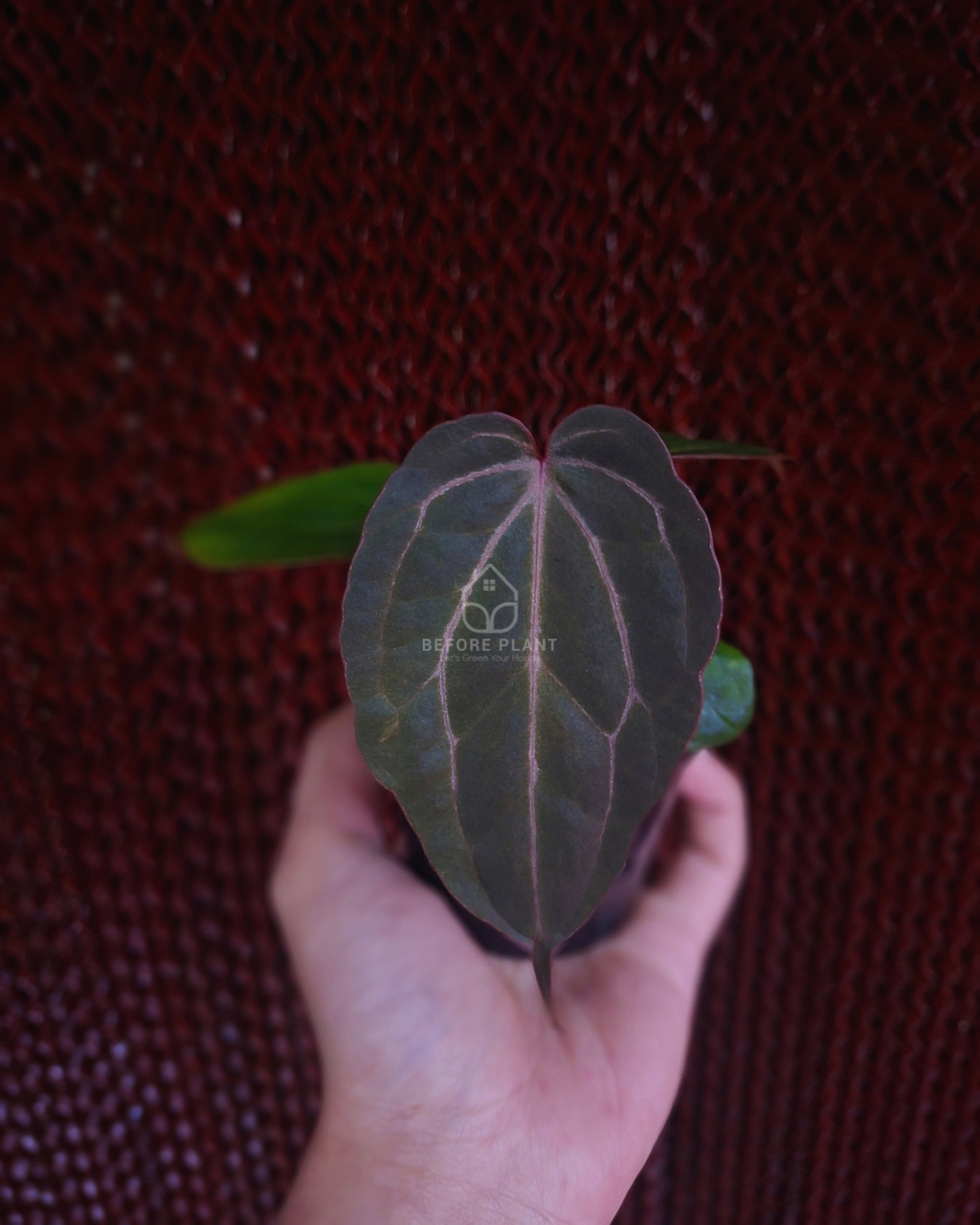 Anthurium Indigo x Golden Sunrise RVDP