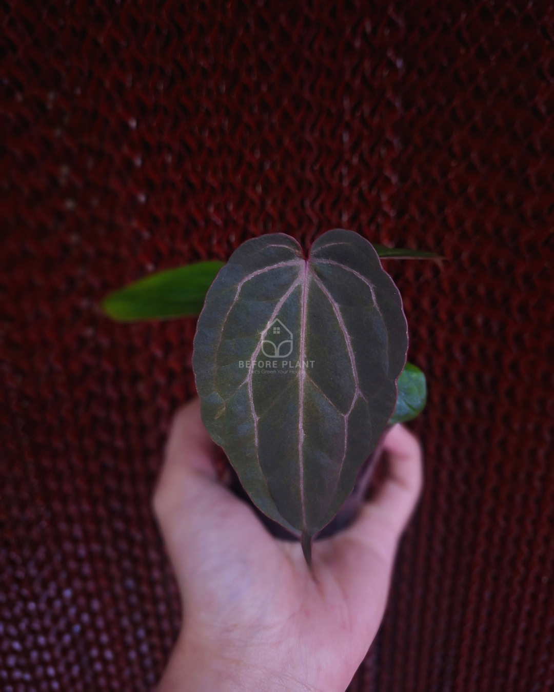 Anthurium Indigo x Golden Sunrise RVDP