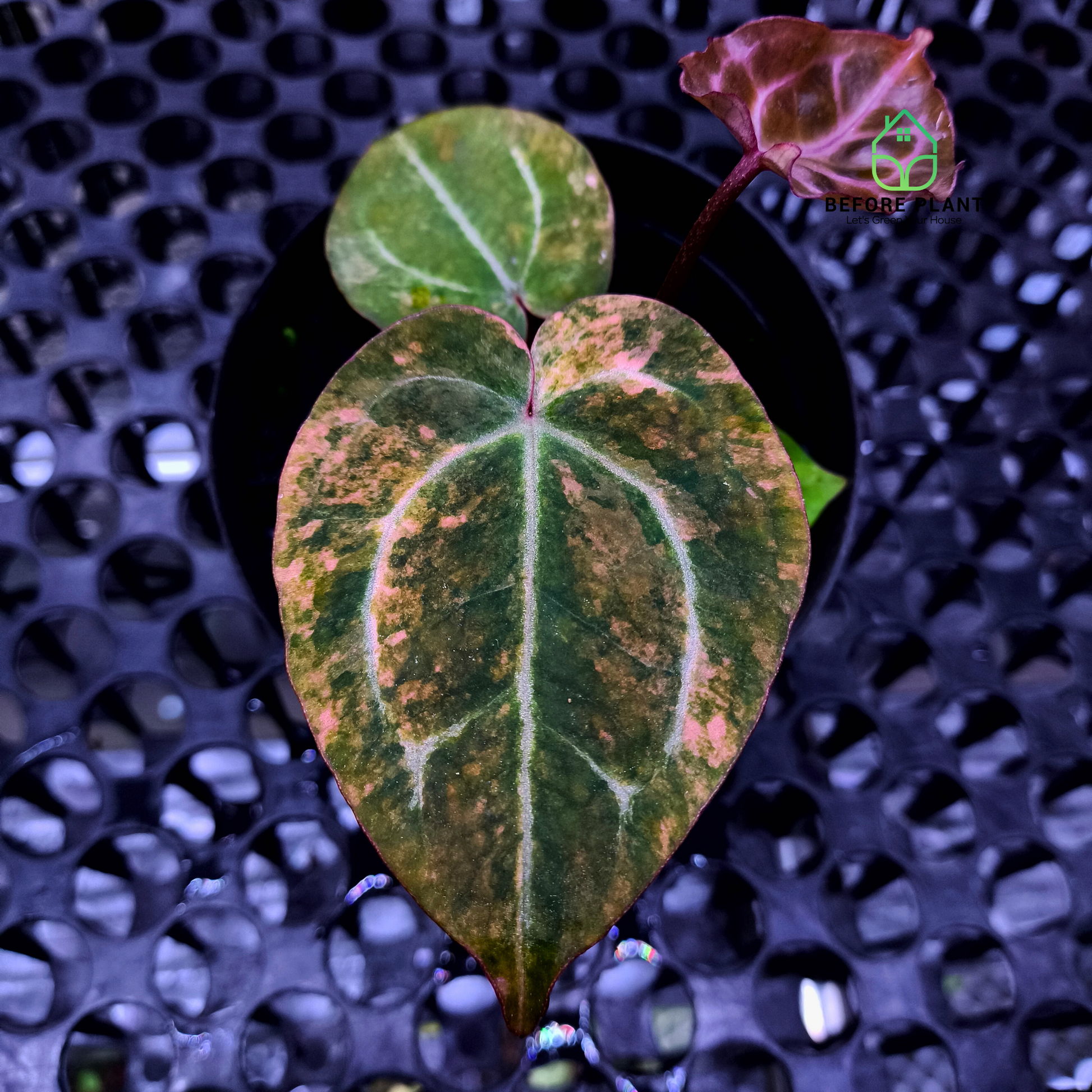 Anthurium Twistter x Red Crystal