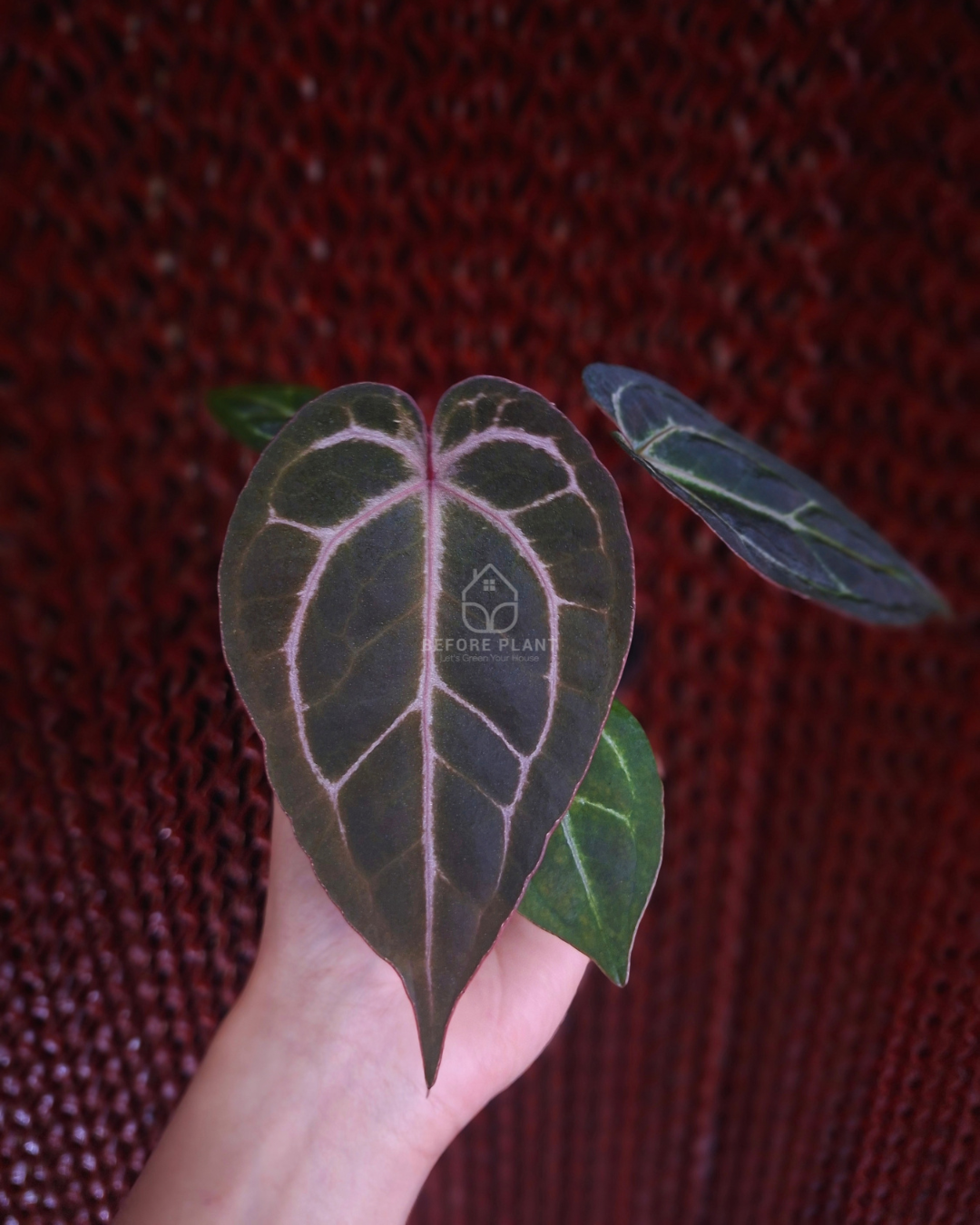 Anthurium Indigo x Golden Sunrise RVDP