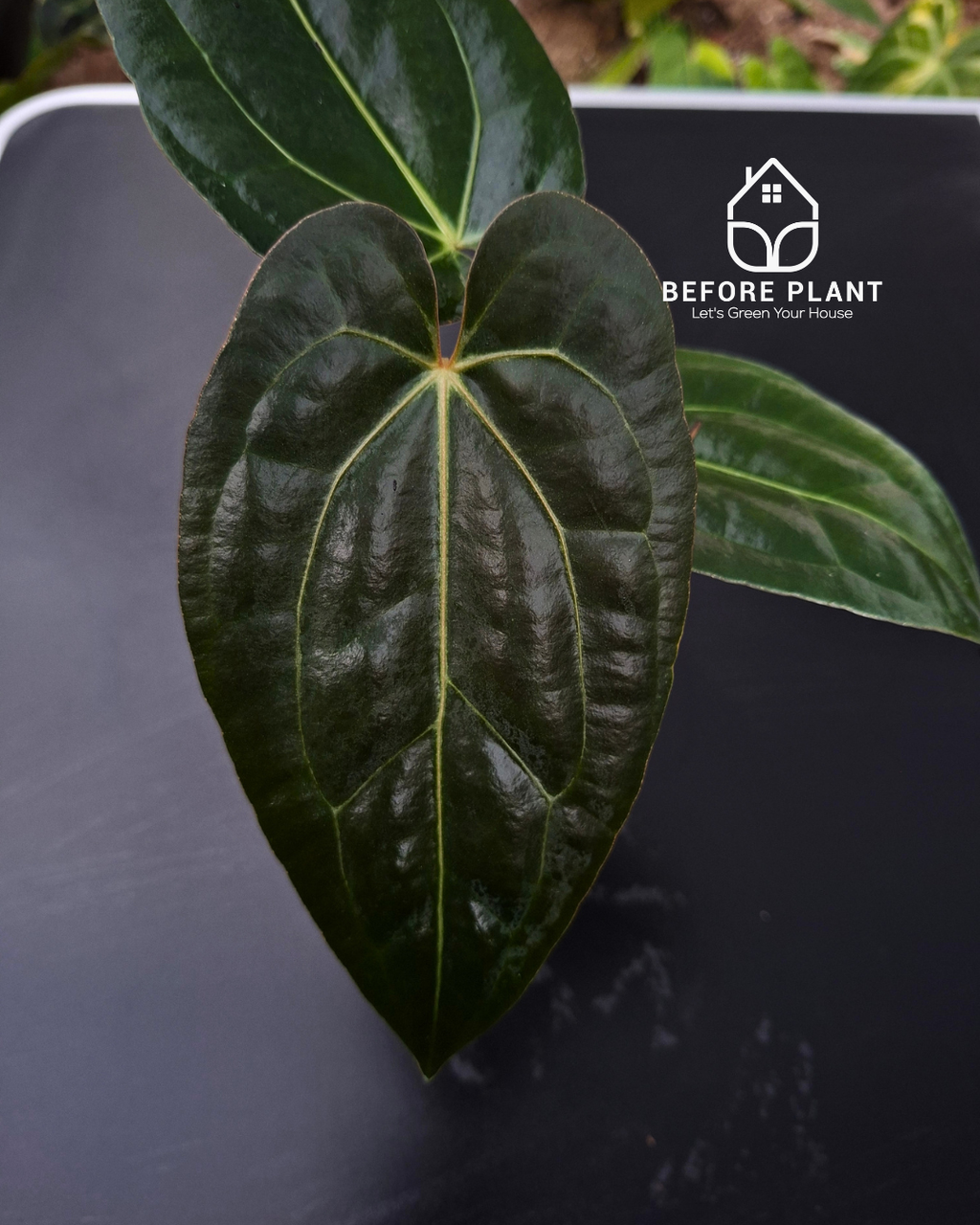 Anthurium Fort Sherman x Zara Michelle