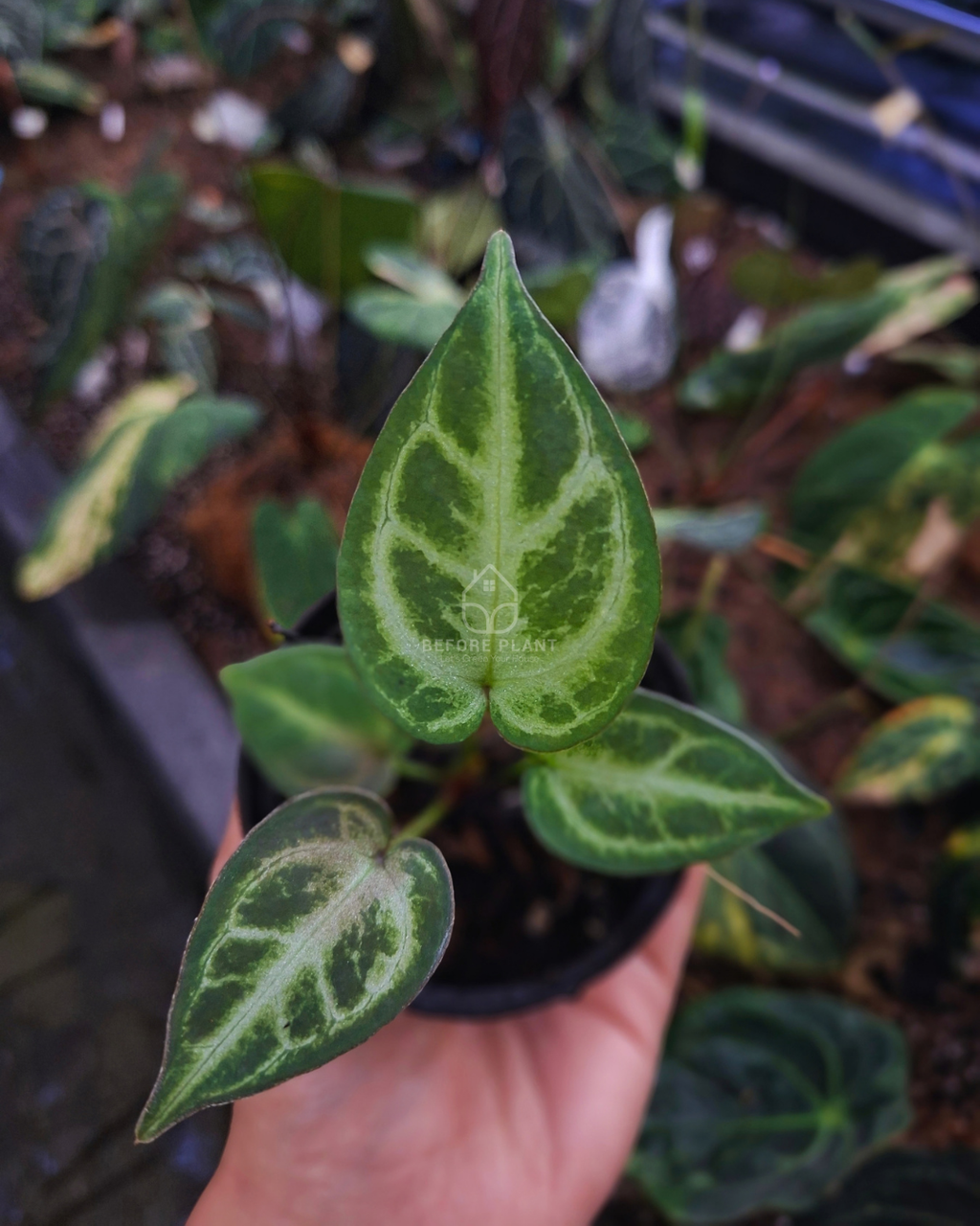 Anthurium Dorayaki Silver x Silver Blush