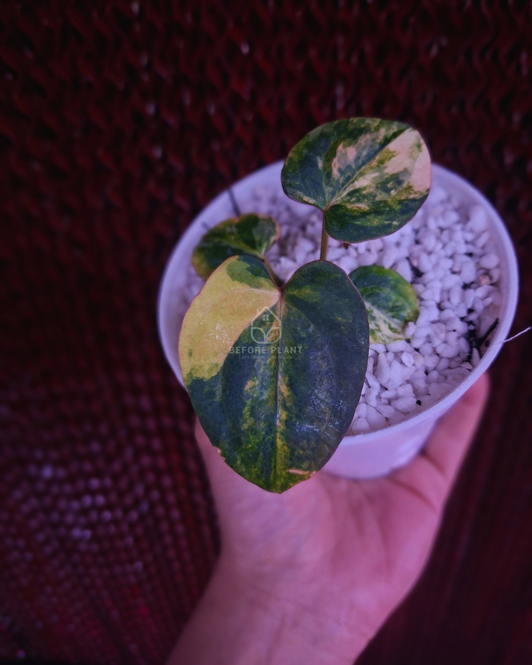 Anthurium Black Venom x Red Vein Dark Phoenix