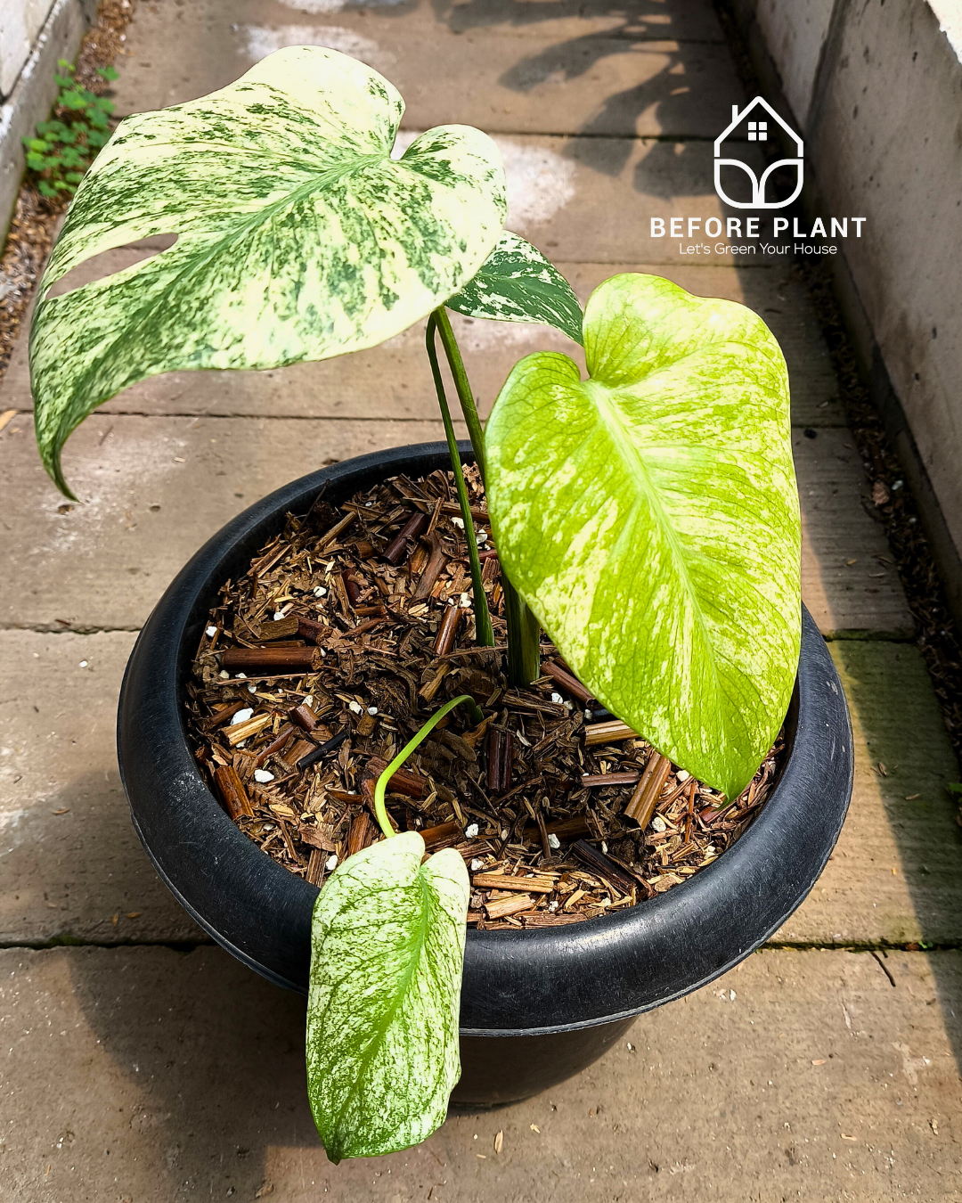 Monstera Silver Star