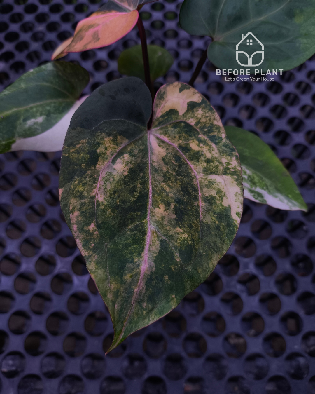 Anthurium Black Venom x Twilight Armor