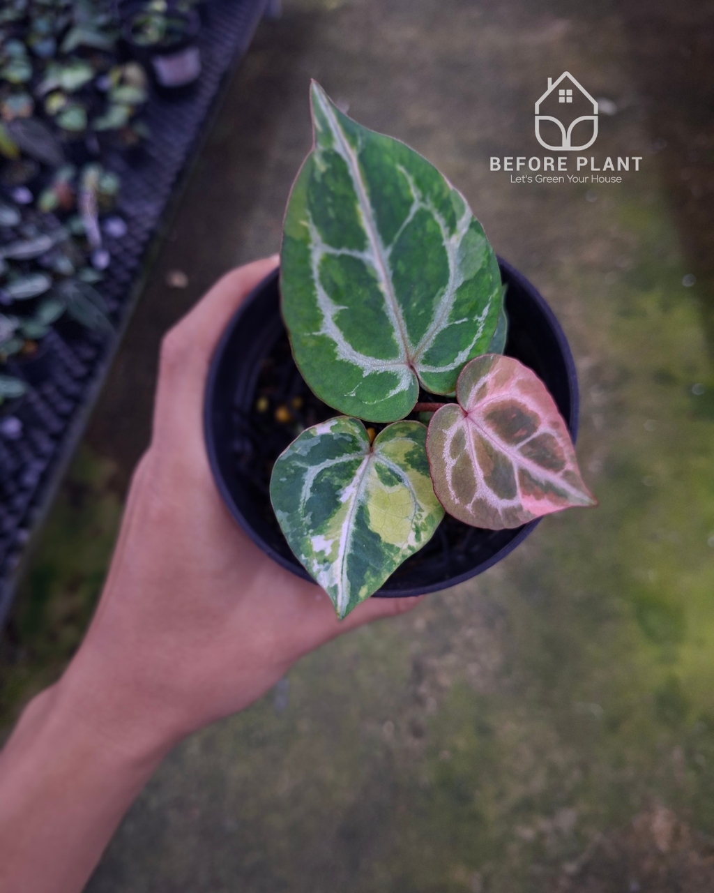 Anthurium Michelle x Silver Blush KOS/HU