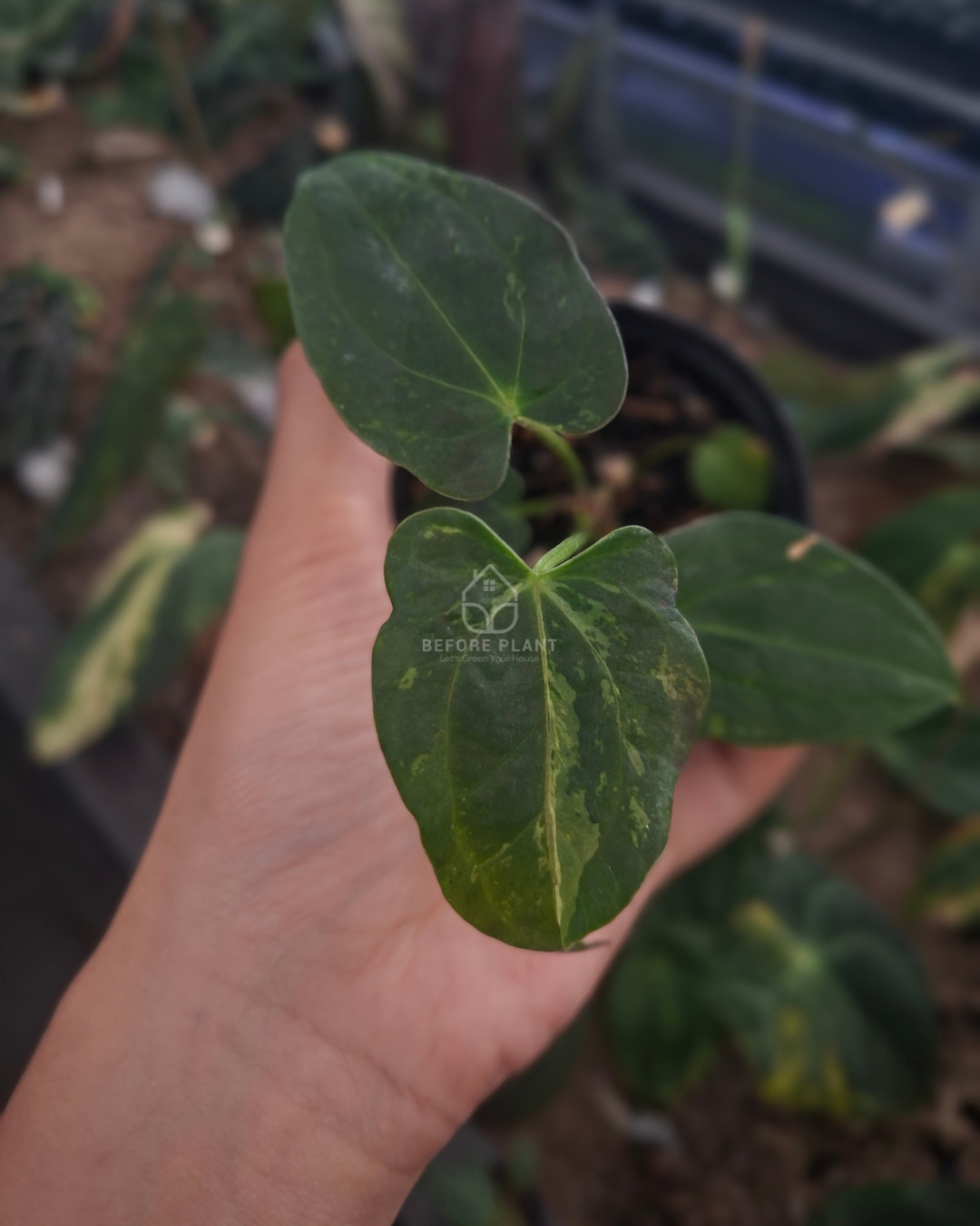 Anthurium Forgetii Blister x Self