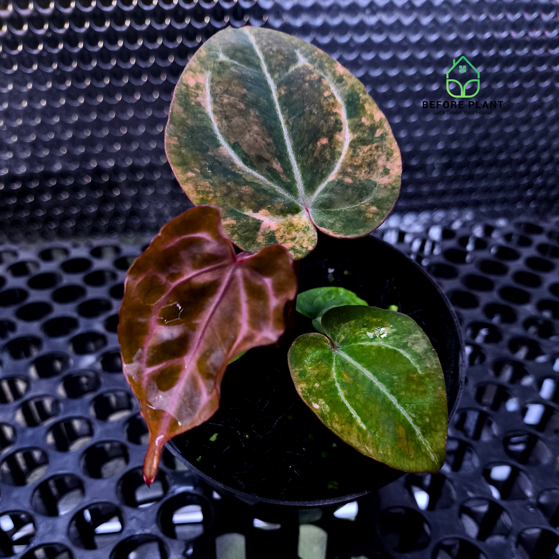 Anthurium Twistter x Red Crystal