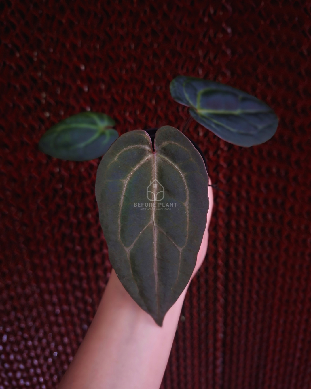 Anthurium Indigo x Golden Sunrise RVDP