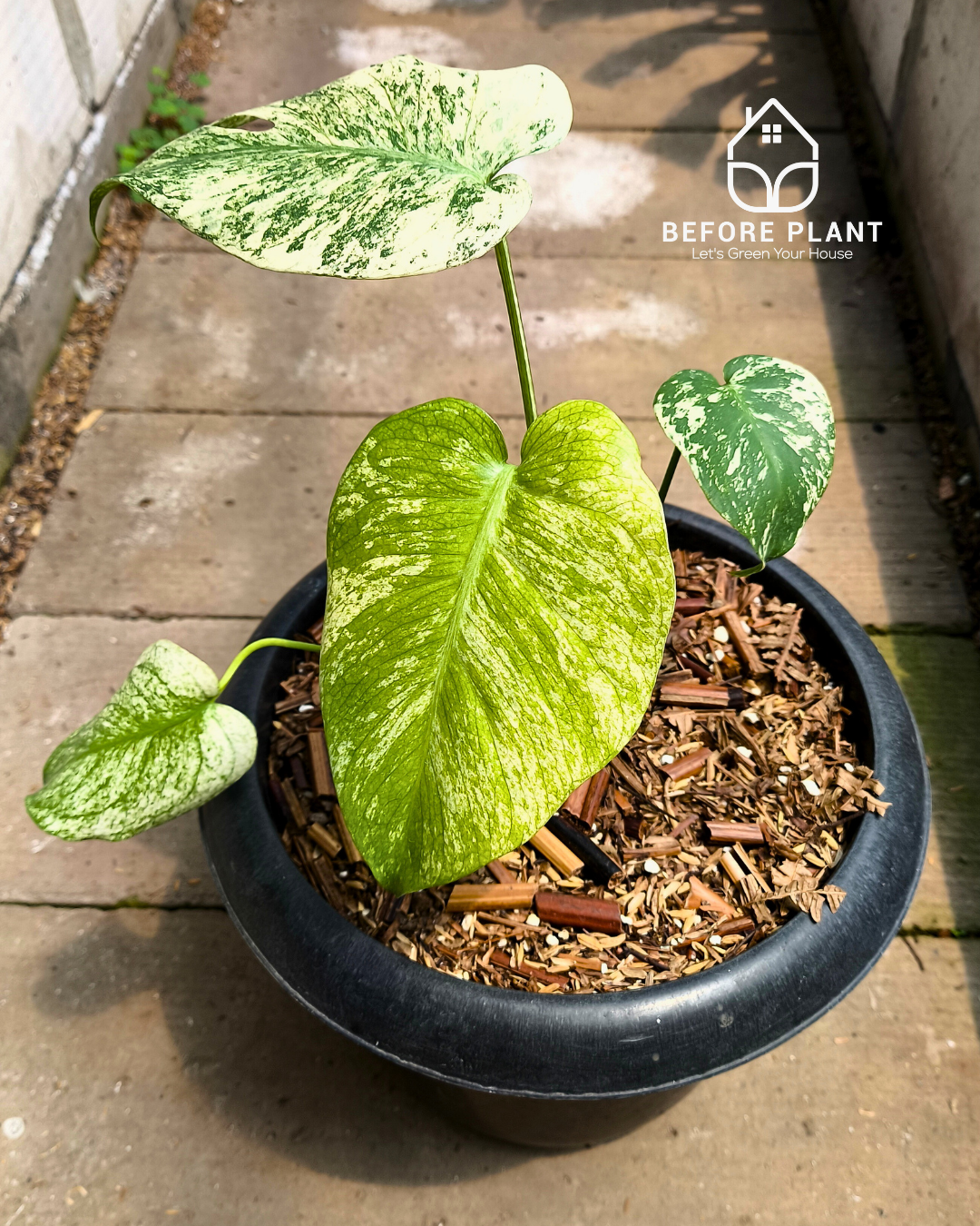 Monstera Silver Star