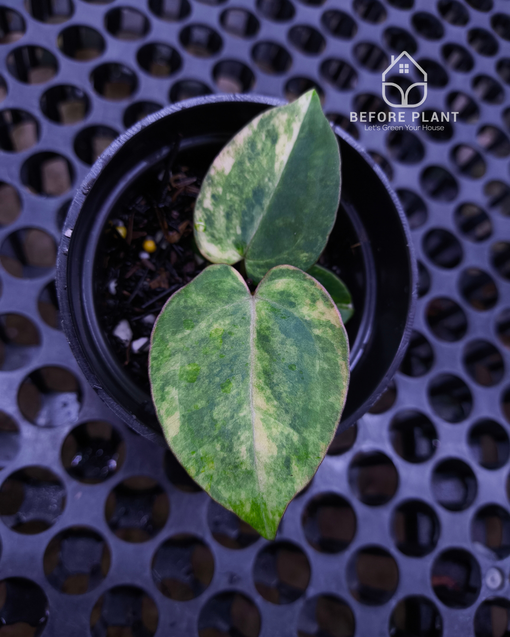 Anthurium Black Venom x RVC Michelle