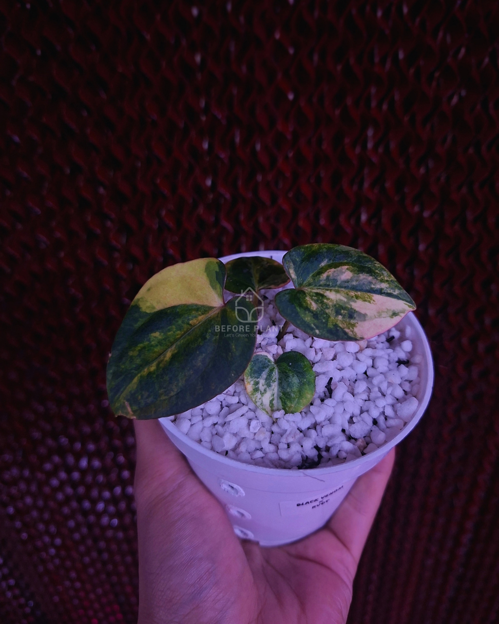 Anthurium Black Venom x Red Vein Dark Phoenix
