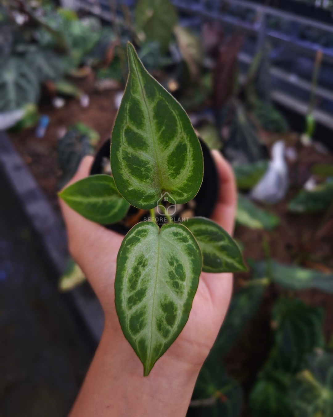 Anthurium Dorayaki Silver x Silver Blush