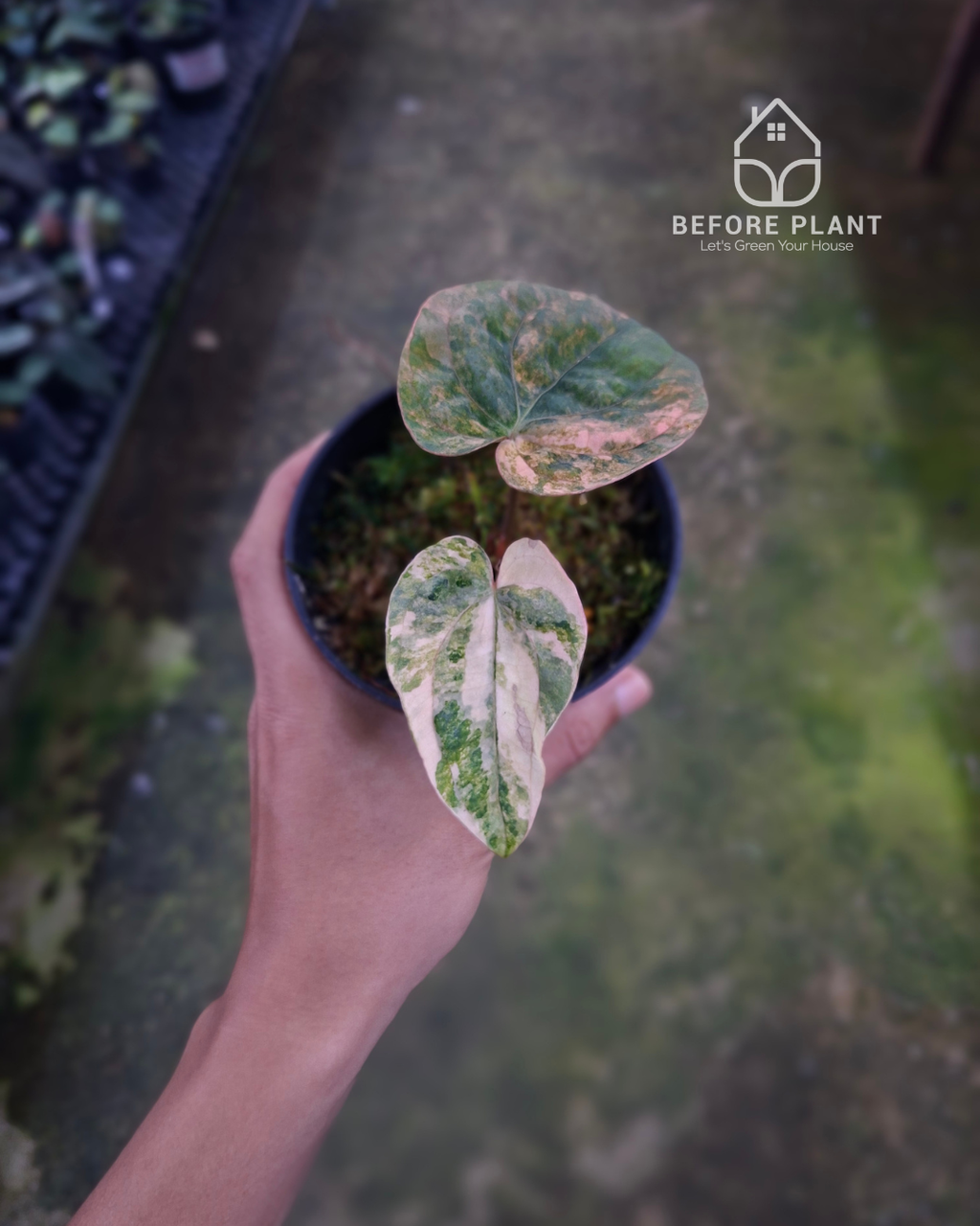 Anthurium Papillilaminum Variegated x Dressleri RG