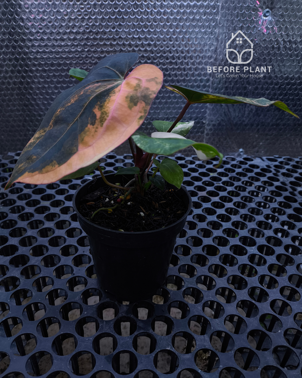 Anthurium Black Venom x Twilight Armor