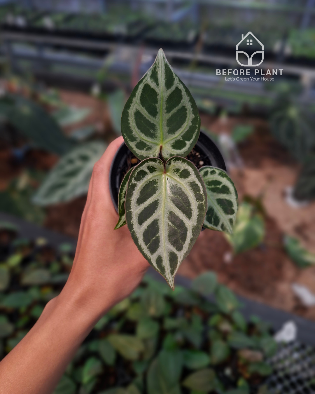Anthurium King Of Spades / HU x Red Crystal NSE