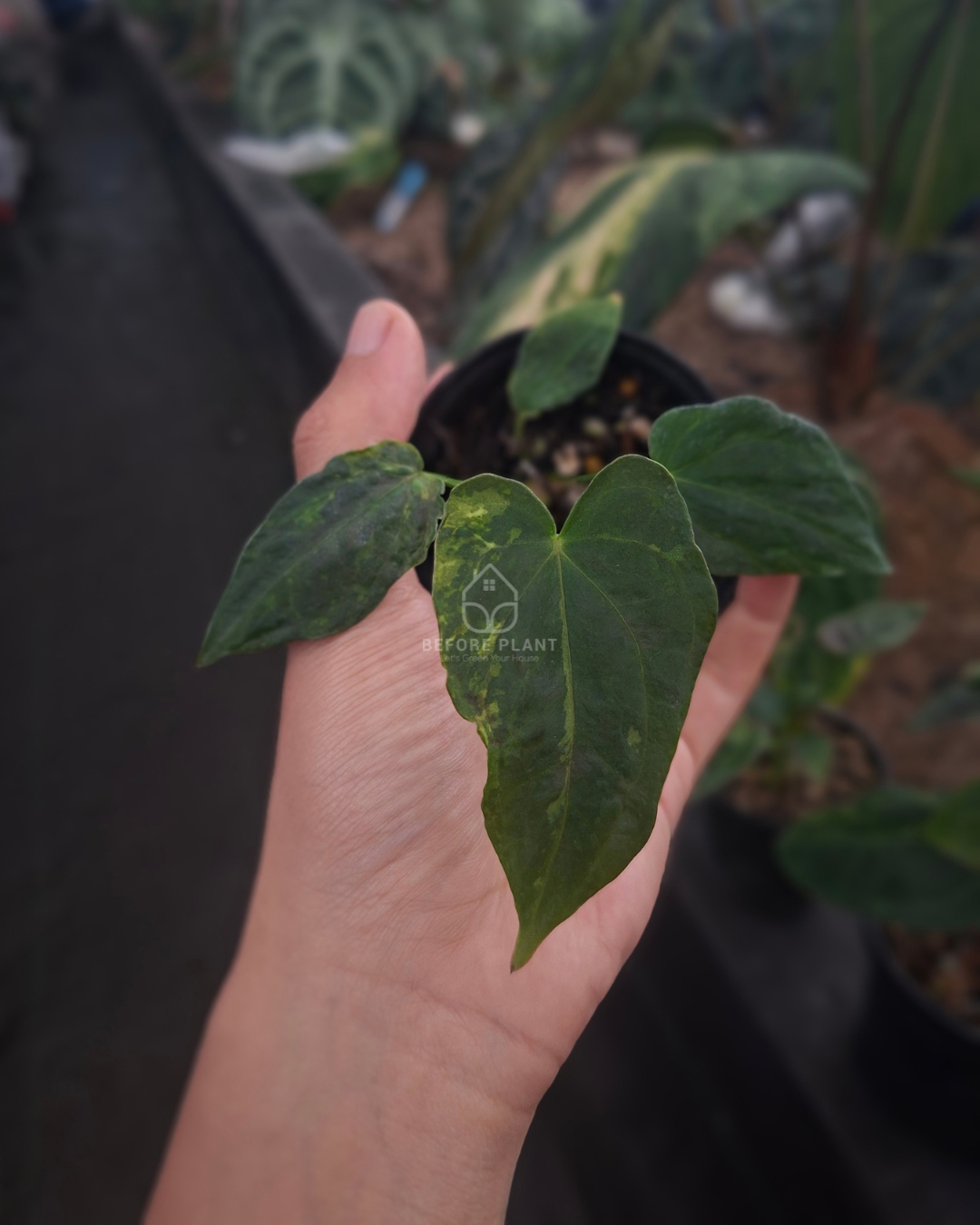 Anthurium Forgetii Blister x Self