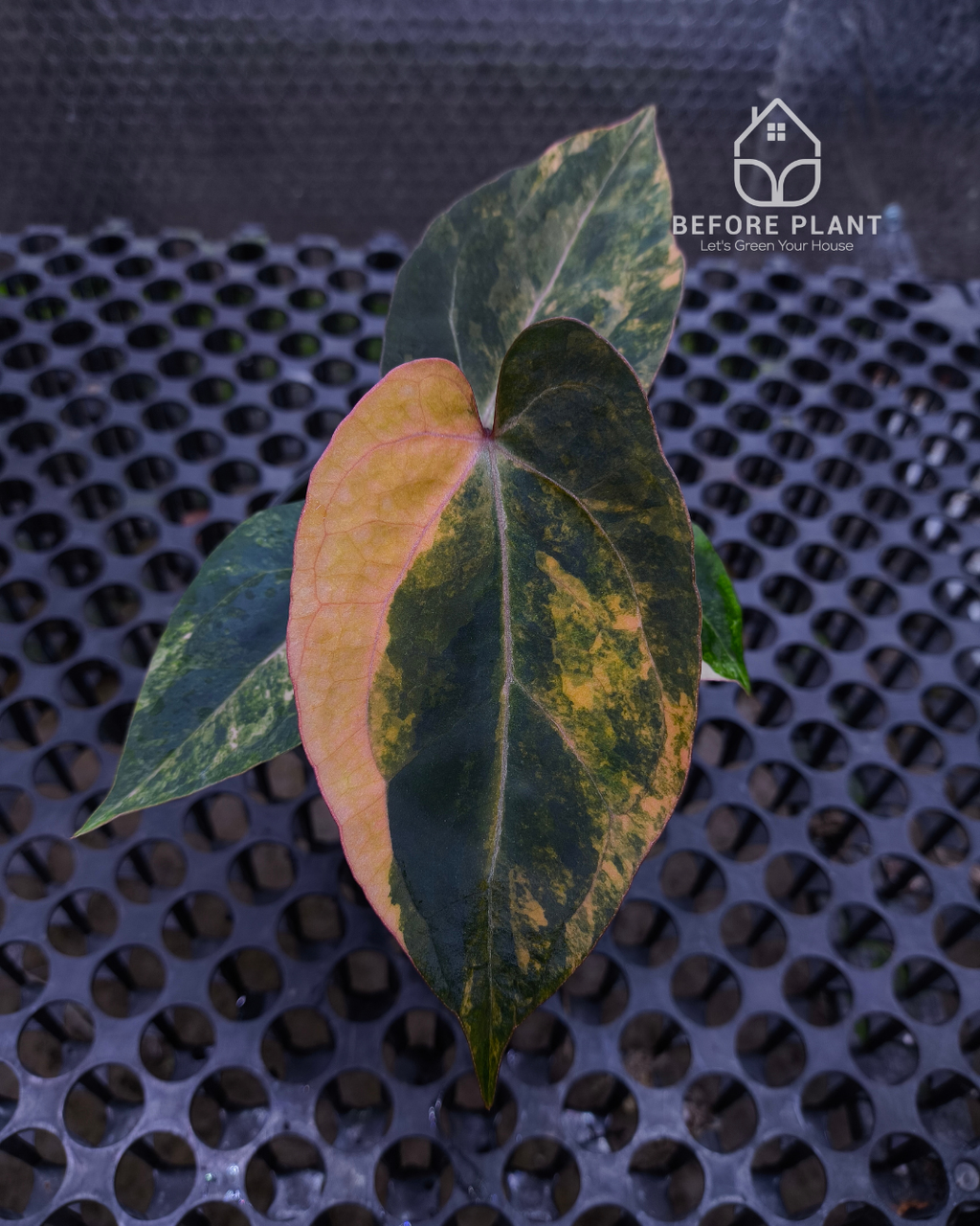 Anthurium Black Venom x Twilight Armor