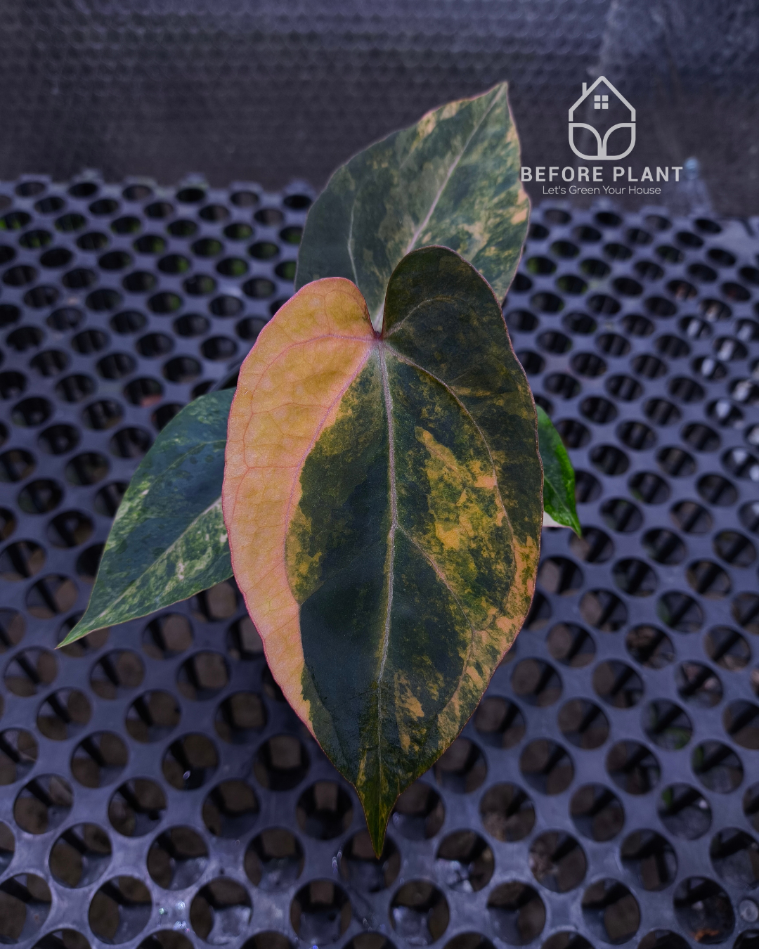Anthurium Black Venom x Twilight Armor