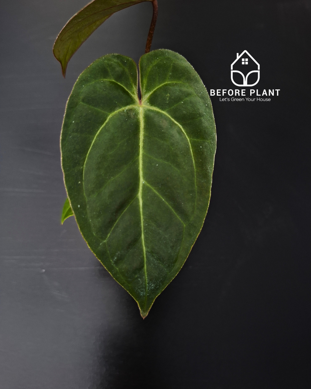 Anthurium Papillilaminum x BVIT Zara Michelle