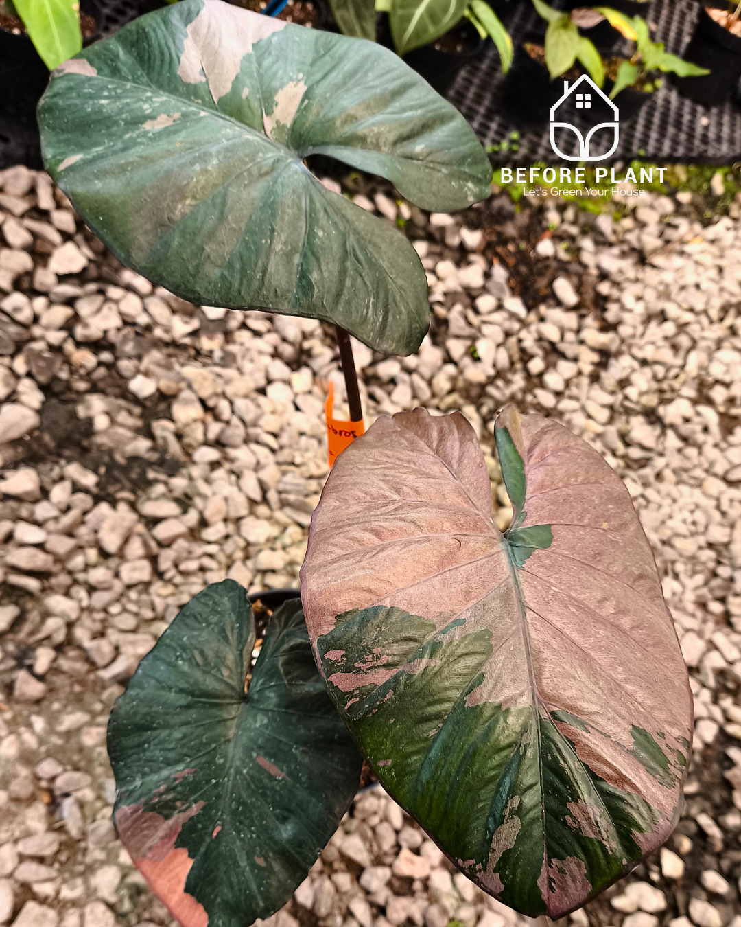 Alocasia Serendipity