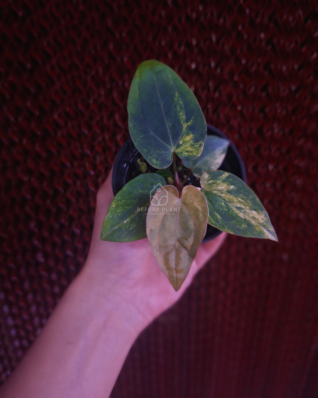 Anthurium Papi Var Subsignatum x Papi Var AOS Tezula