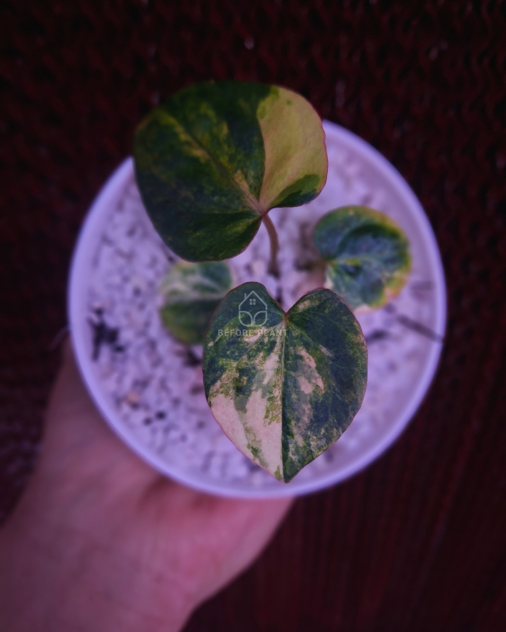 Anthurium Black Venom x Red Vein Dark Phoenix