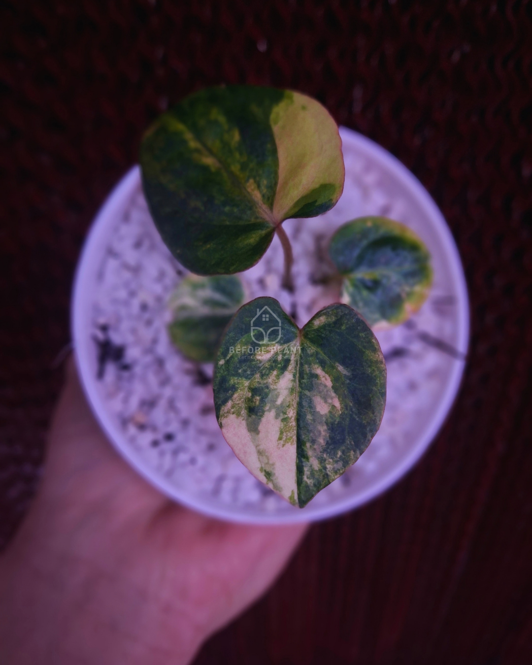 Anthurium Black Venom x Red Vein Dark Phoenix