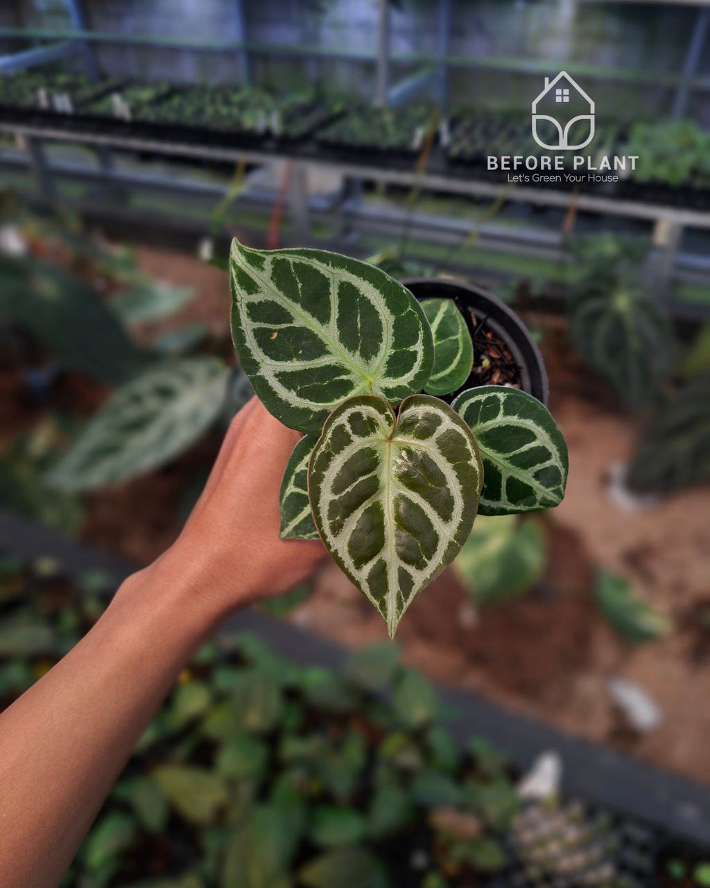 Anthurium King Of Spades / HU x Red Crystal NSE