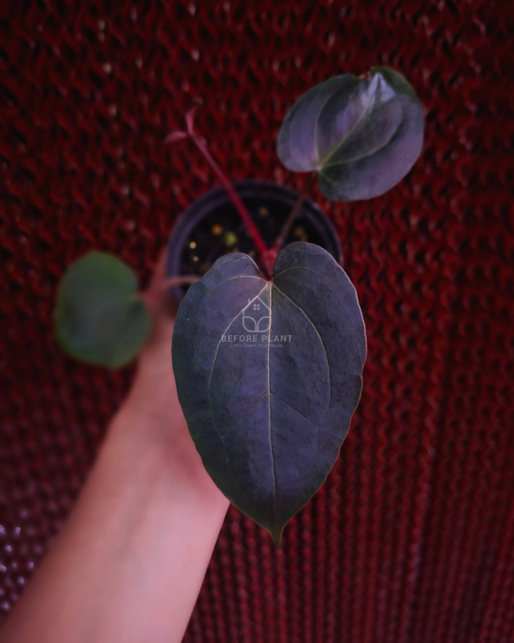 Anthurium Carla Blackiae x Red Tiger