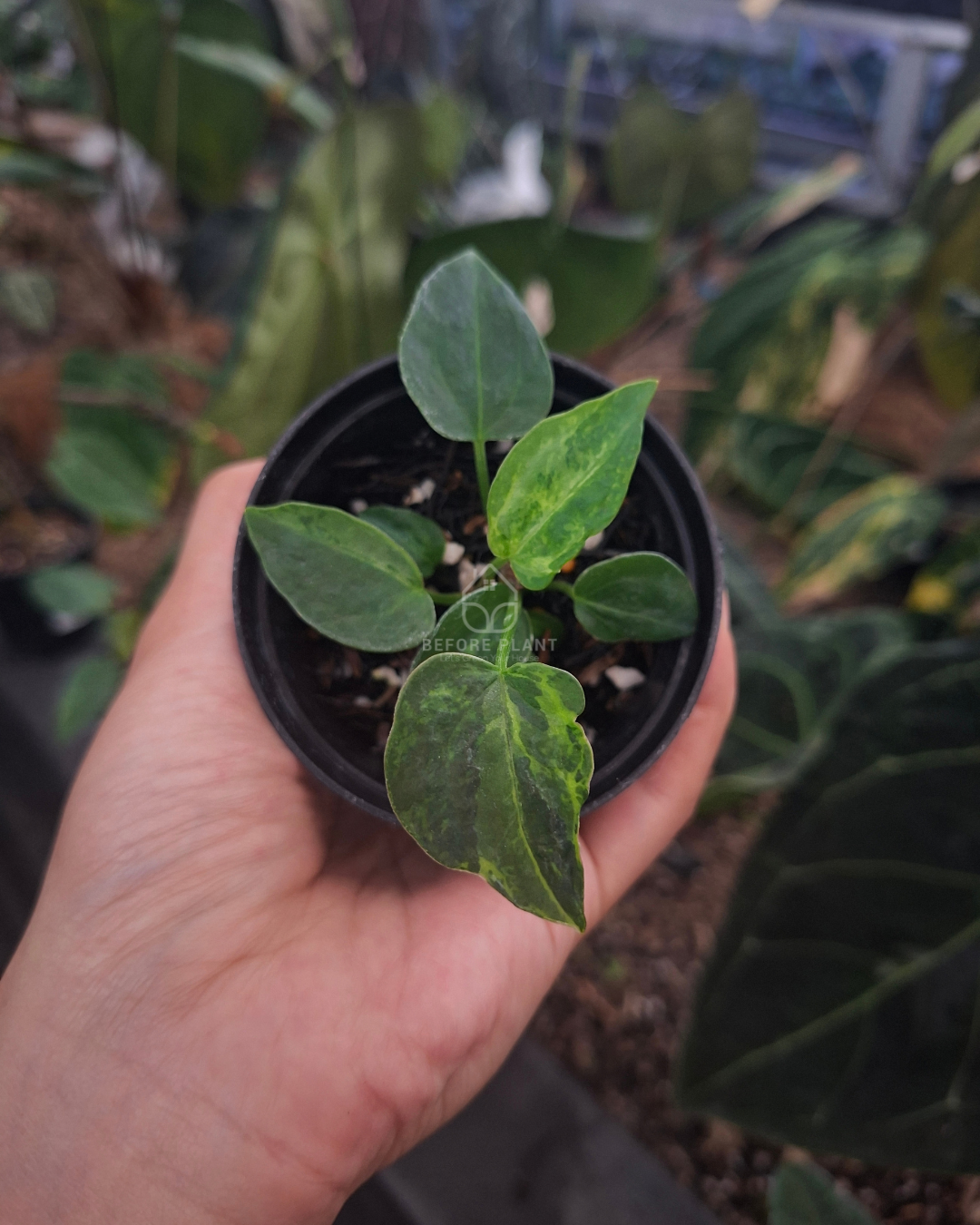 Anthurium Forgetii Blister x Indigo